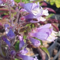 Penstemon hirsutus var. pygmaeus